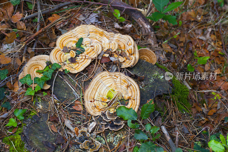 杂色Trametes versicolor蕈类:位于罗洛特附近的加泰罗尼亚森林